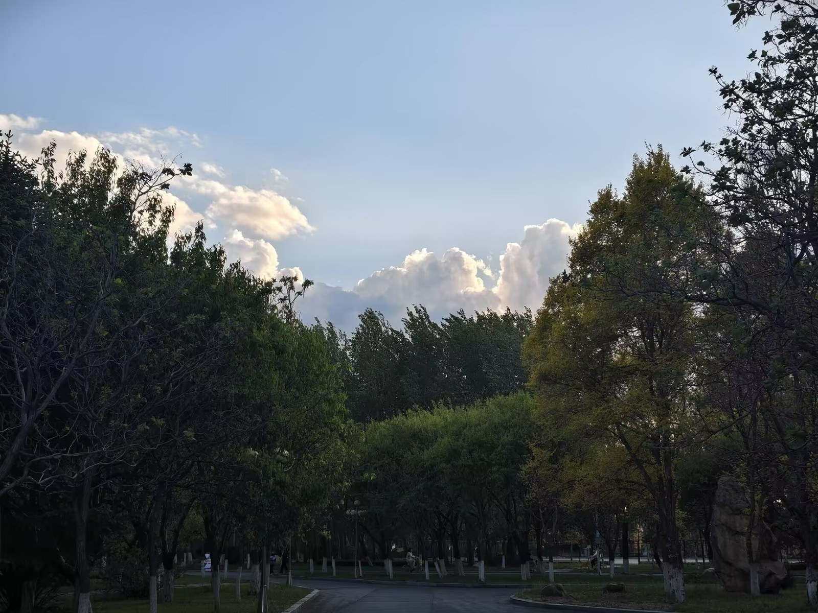 校园林荫小路与云景